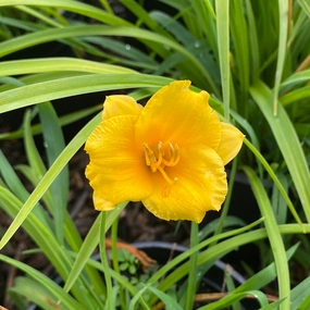 Mini Stella Daylily | Hemerocallis traditional flower vase  