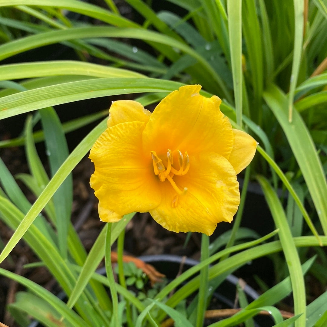 Mini Stella Daylily | Hemerocallis traditional flower vase  