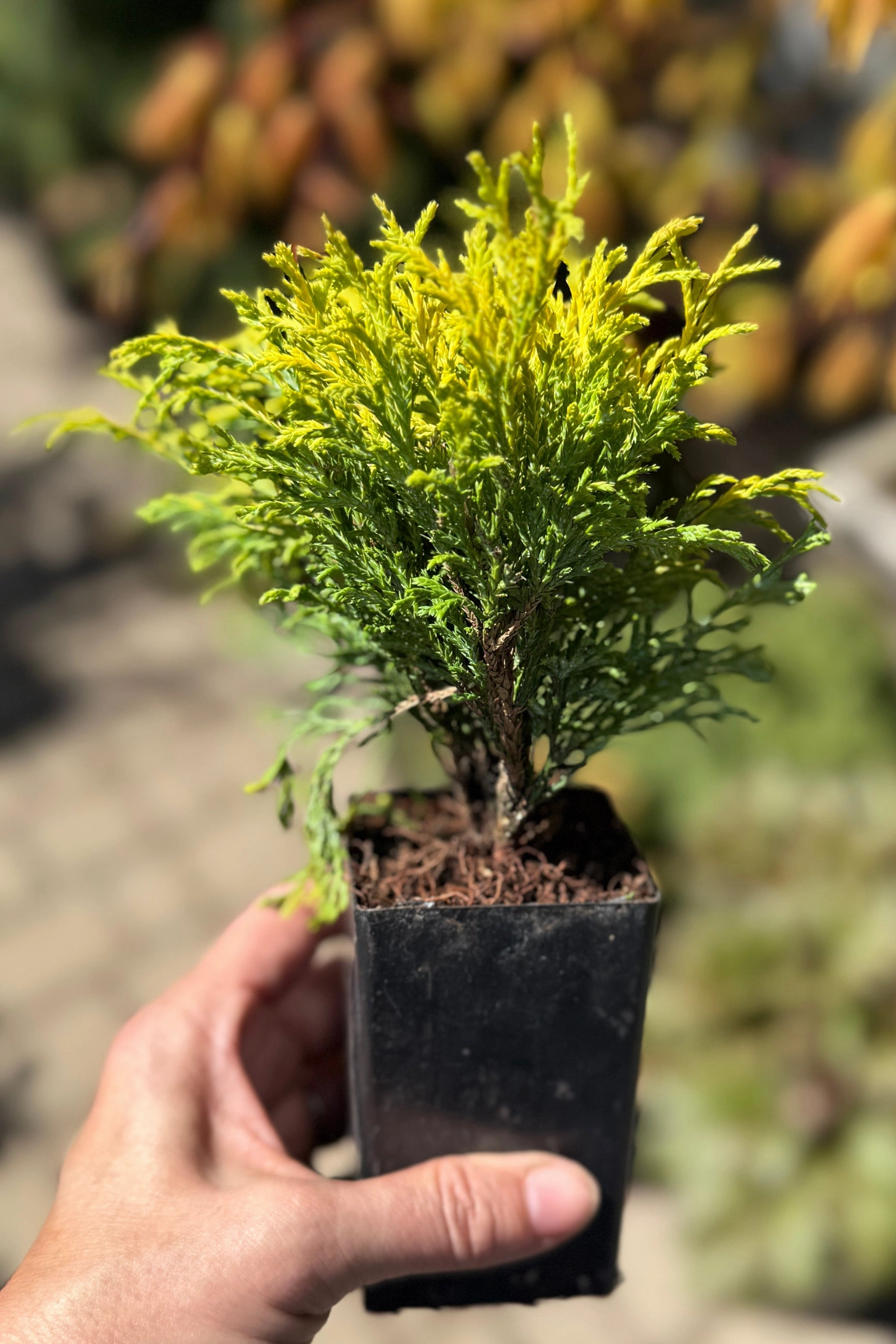 Miniature & Dwarf Evergreen 4"