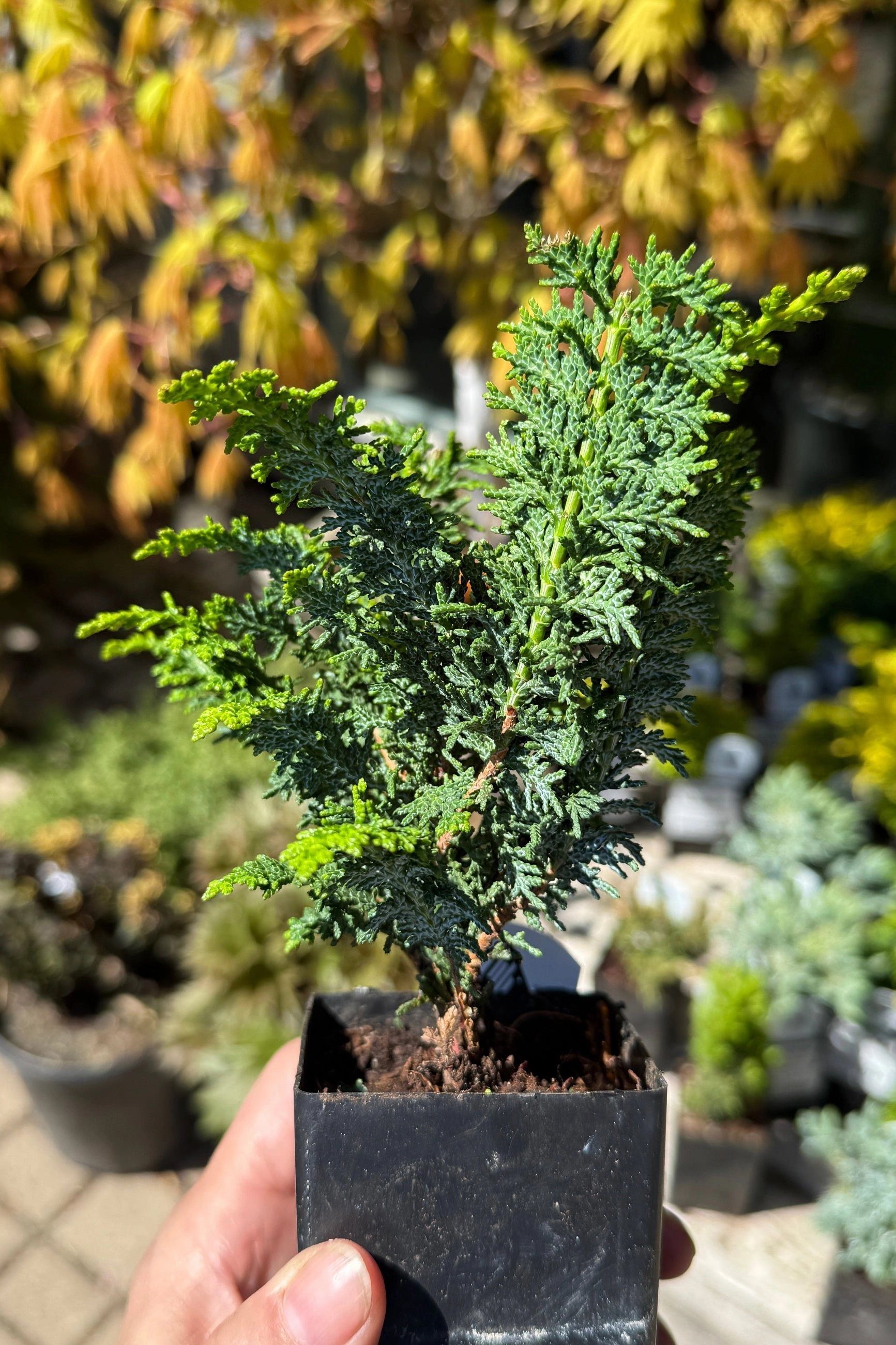 Miniature & Dwarf Evergreen 4"