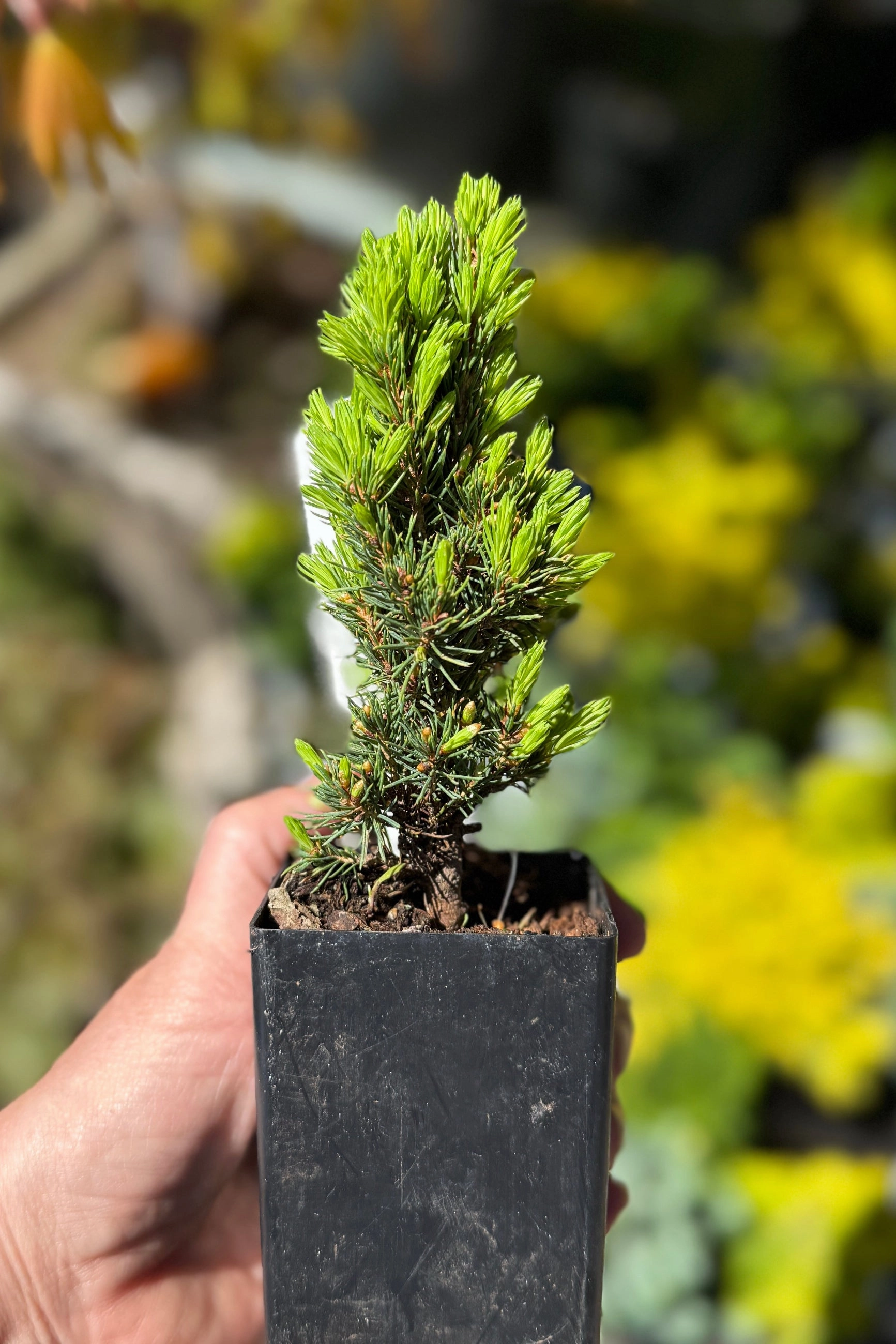 Miniature & Dwarf Evergreen 4"