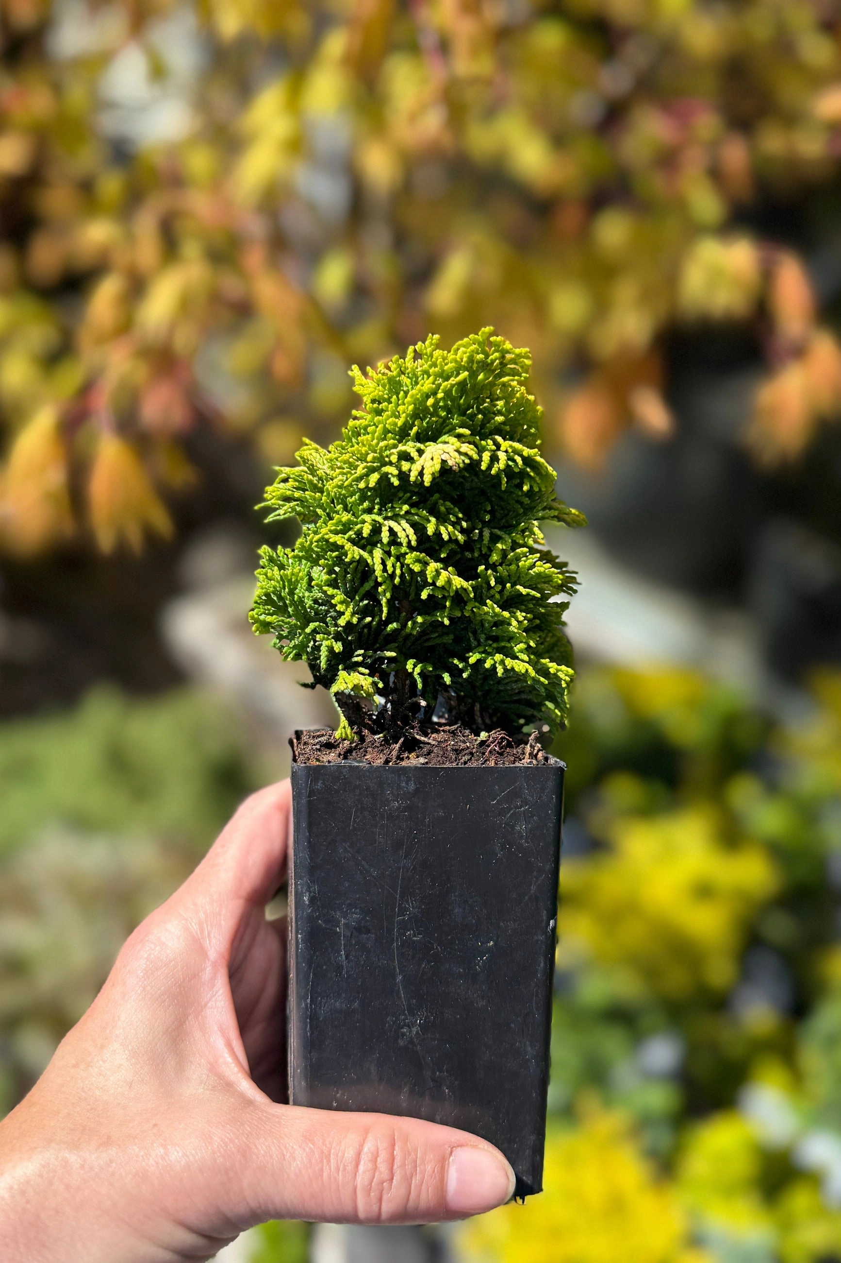 Miniature & Dwarf Evergreen 4"