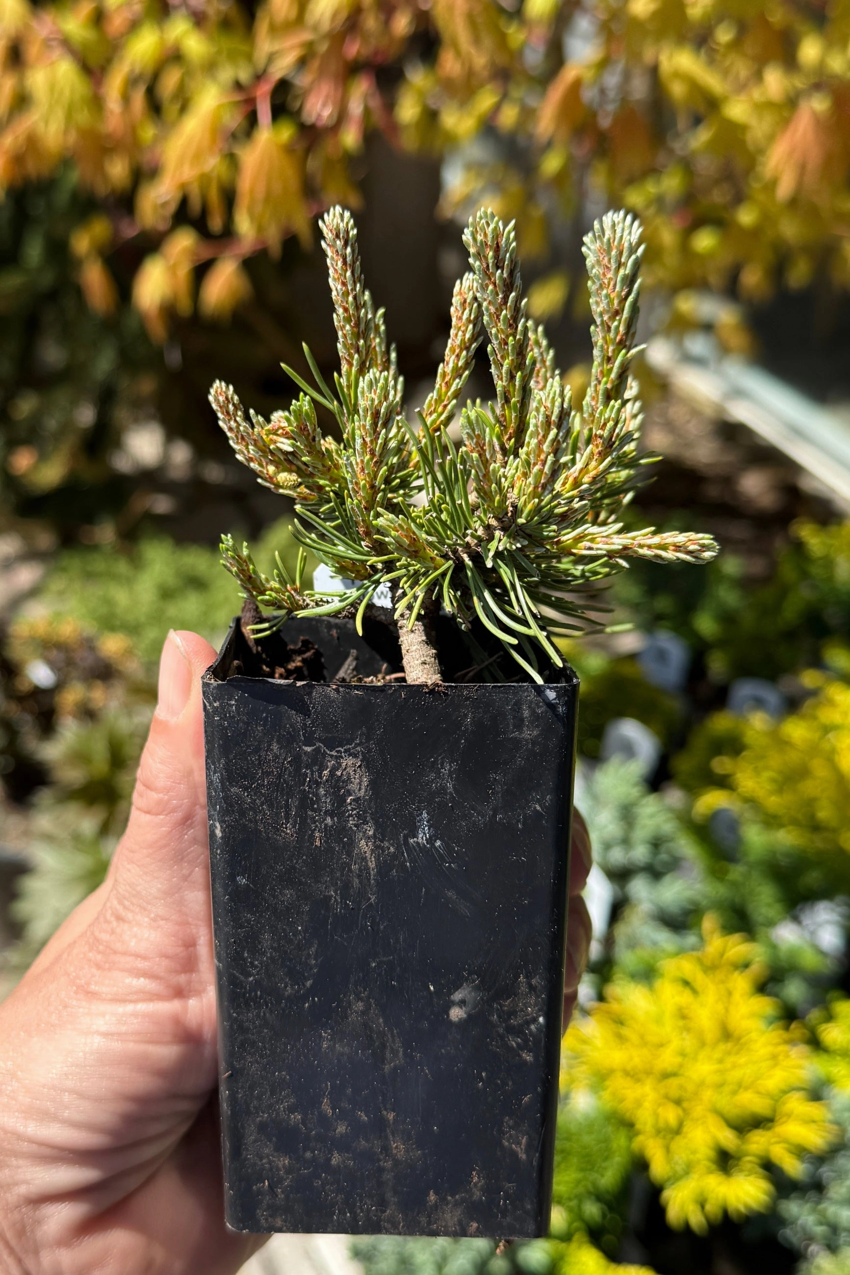 Miniature & Dwarf Evergreen 4"