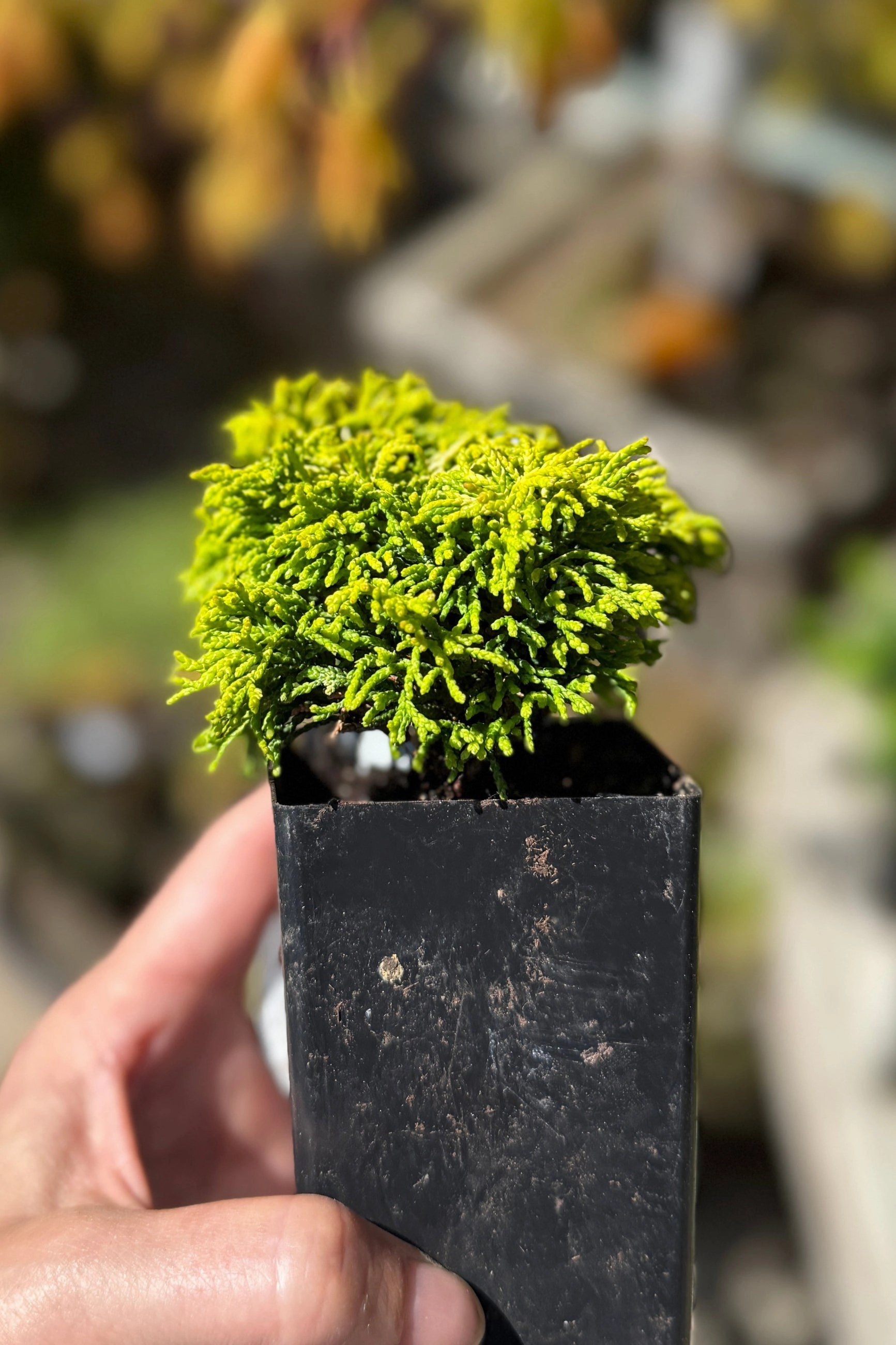 Miniature & Dwarf Evergreen 4"