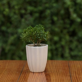 Minimalist White Ceramic Fluted Planter for Plants shade perennial  