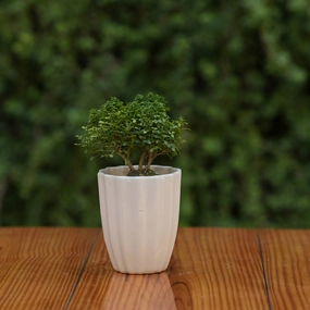 Minimalist White Ceramic Fluted Planter for Plants hanging green plant  