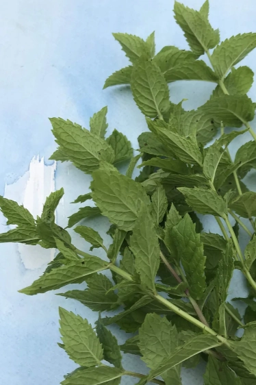 Mint Seeds Art Pack