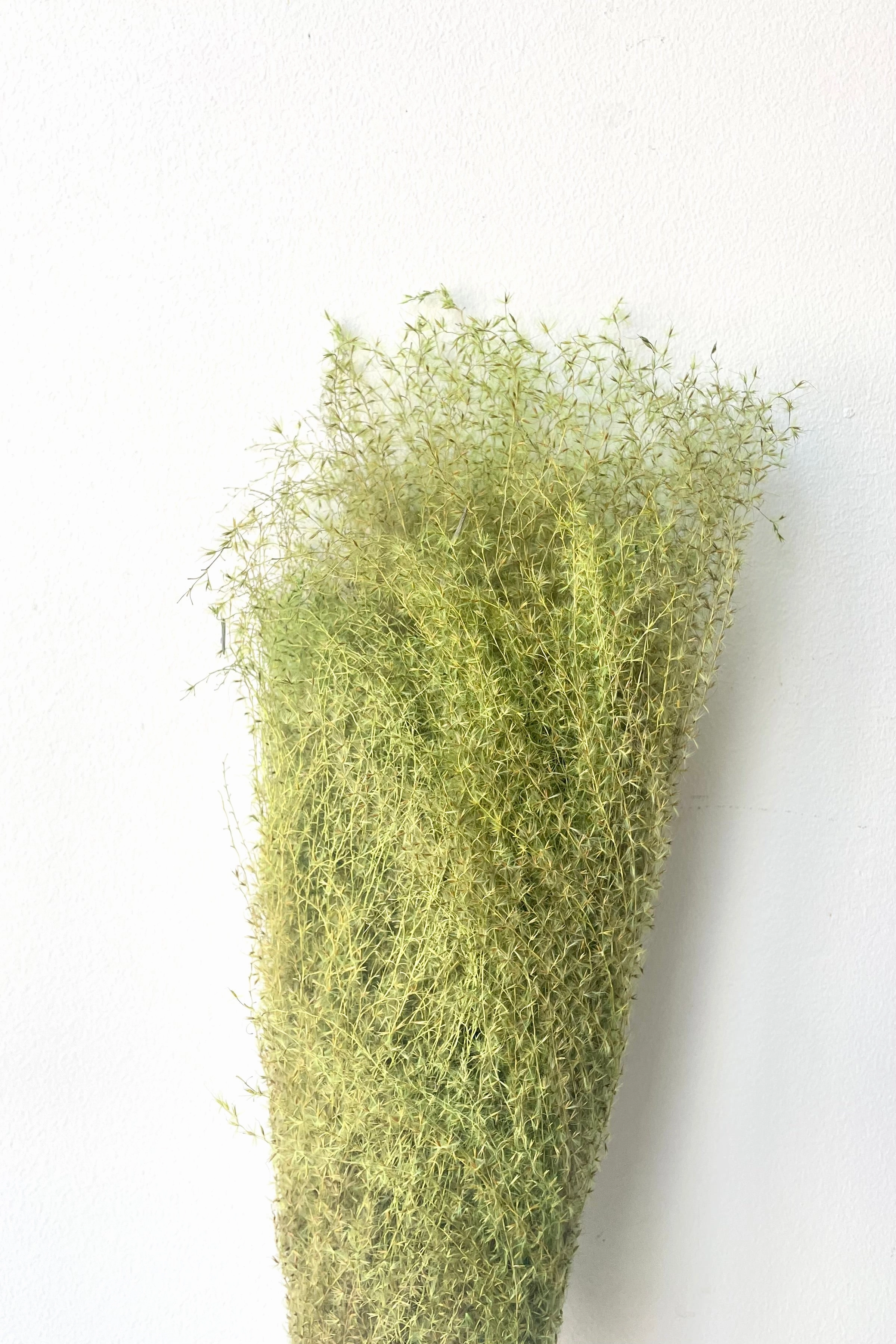 Miscanthus Green Color Preserved Bunch indoor houseplants  