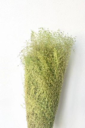 Miscanthus Green Color Preserved Bunch indoor houseplants  