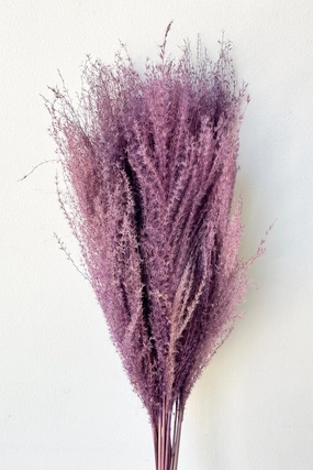 Miscanthus Lavender Color Preserved Bunch indoor houseplants  