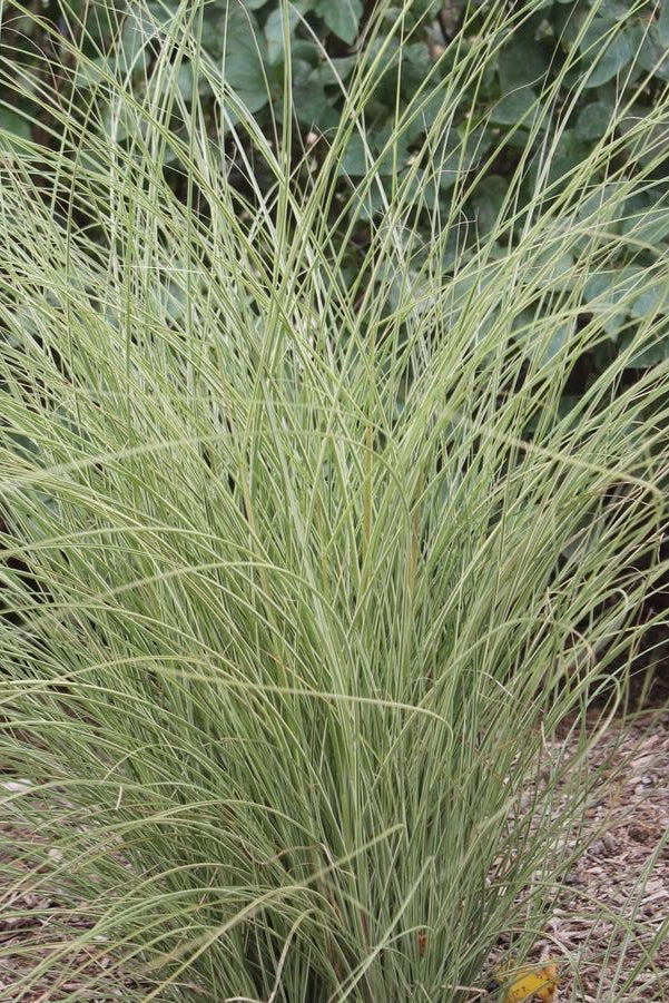 Miscanthus s. 'Morning Light' #3