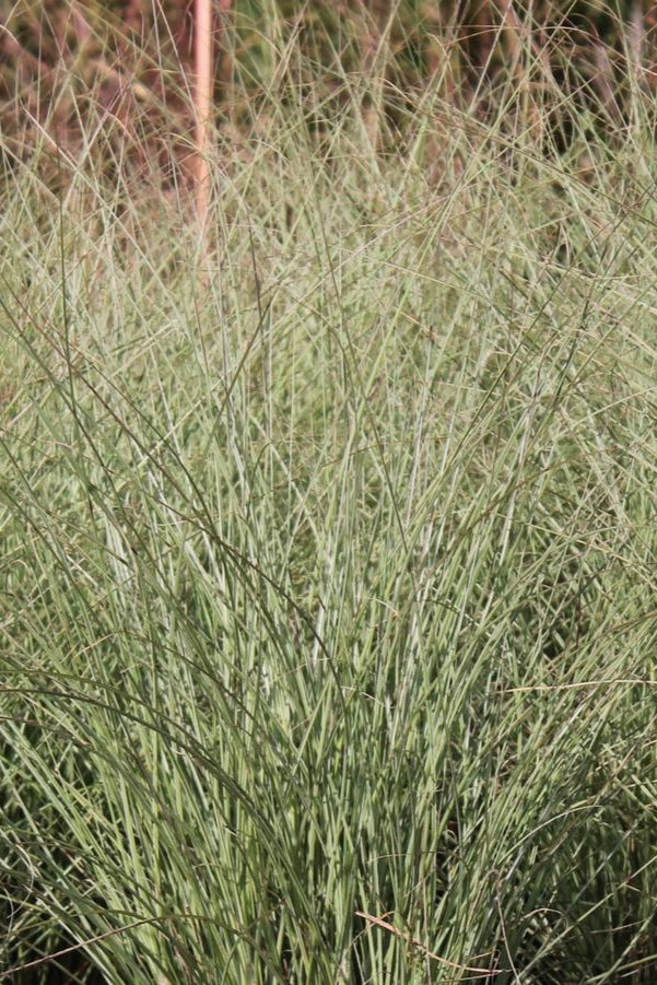 Miscanthus s. 'Morning Light' #3