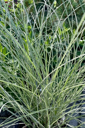 Miscanthus s. 'Morning Light' #3 decorative flowerpot  