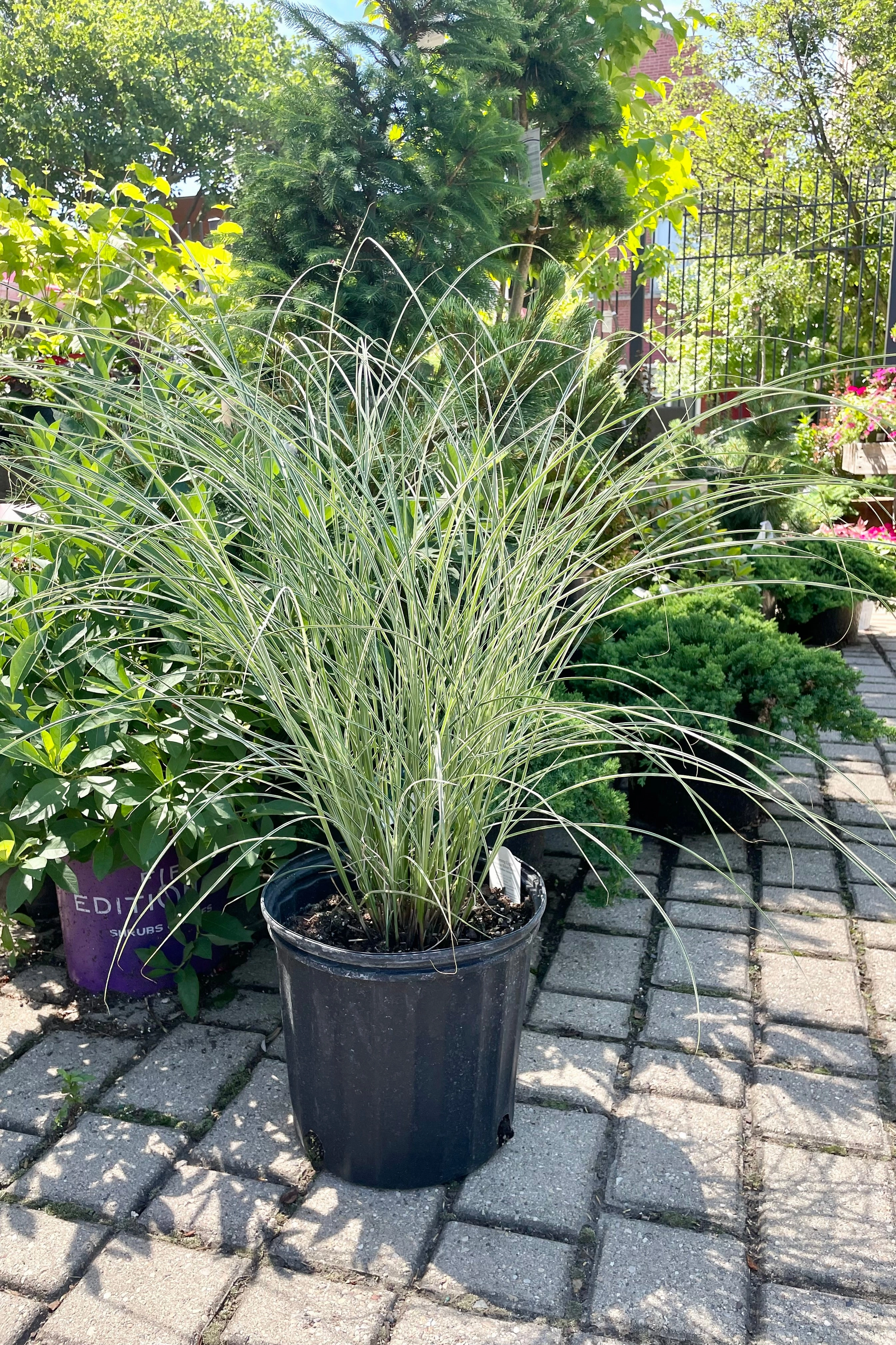 Miscanthus s. 'Morning Light' #3