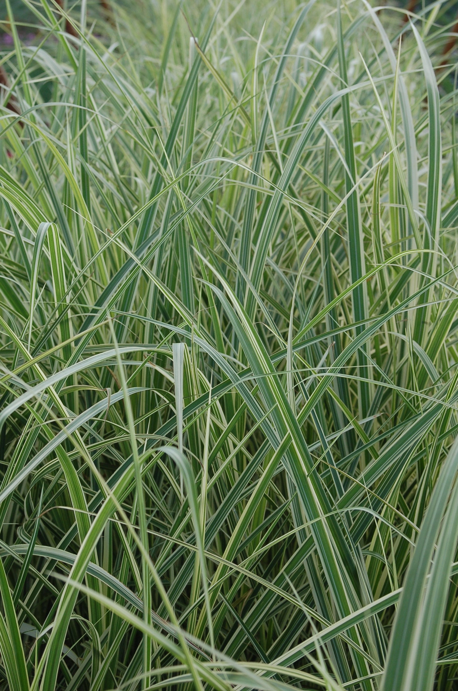 Miscanthus s. 'Variegatus' #1