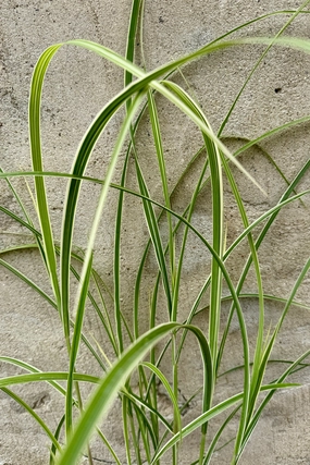 Miscanthus s. 'Variegatus' #1 decorative flowerpot  