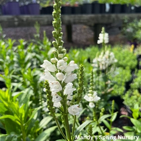 Miss Manners Obedient Plant | Physostegia virginiana traditional flower vase  