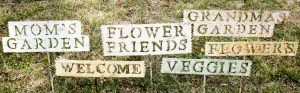 Mix of Signs Collection of 6 decorative plants  