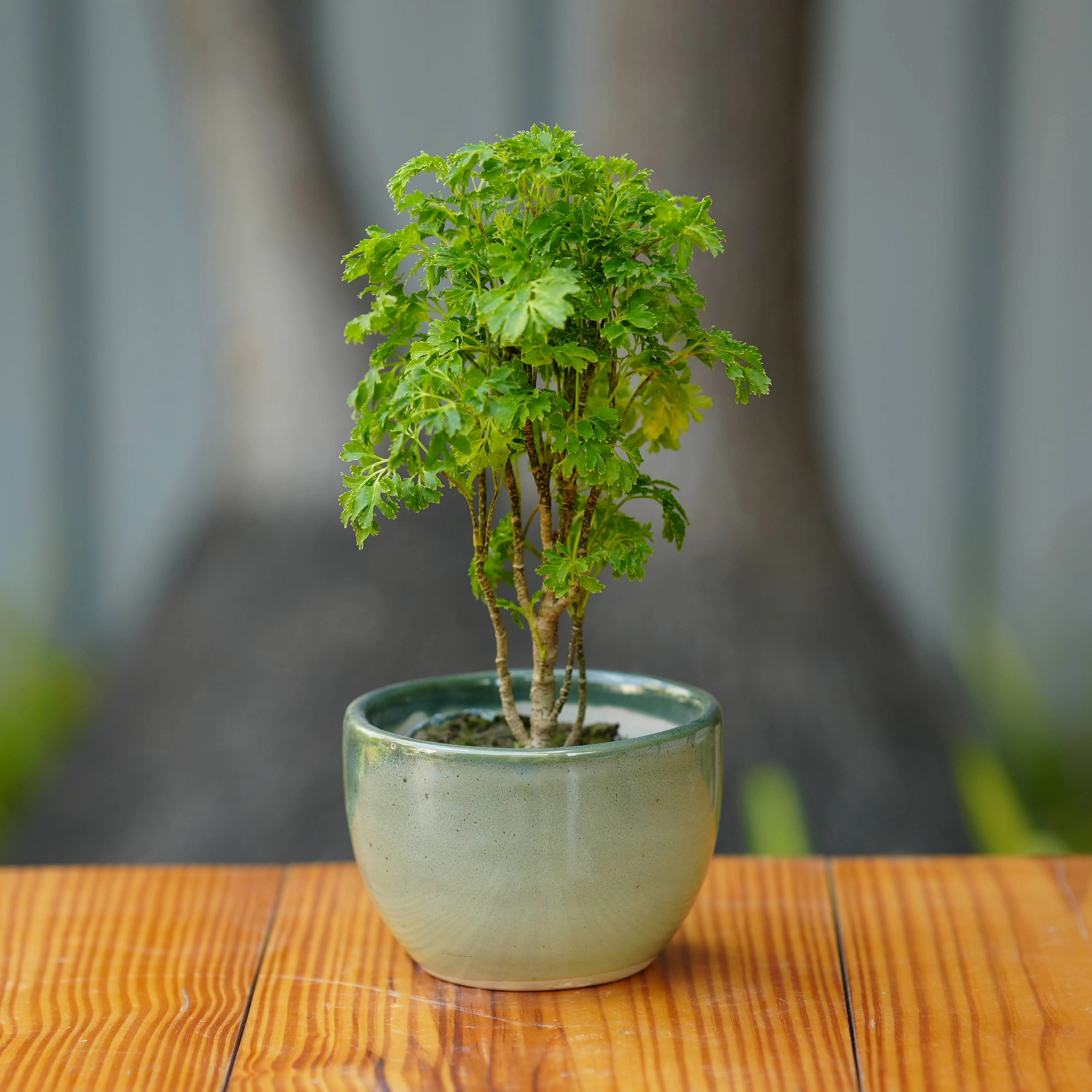 Modern Green Glazed Ceramic Planter