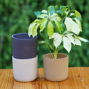 Modern Ribbed Ceramic Planter shade perennial  
