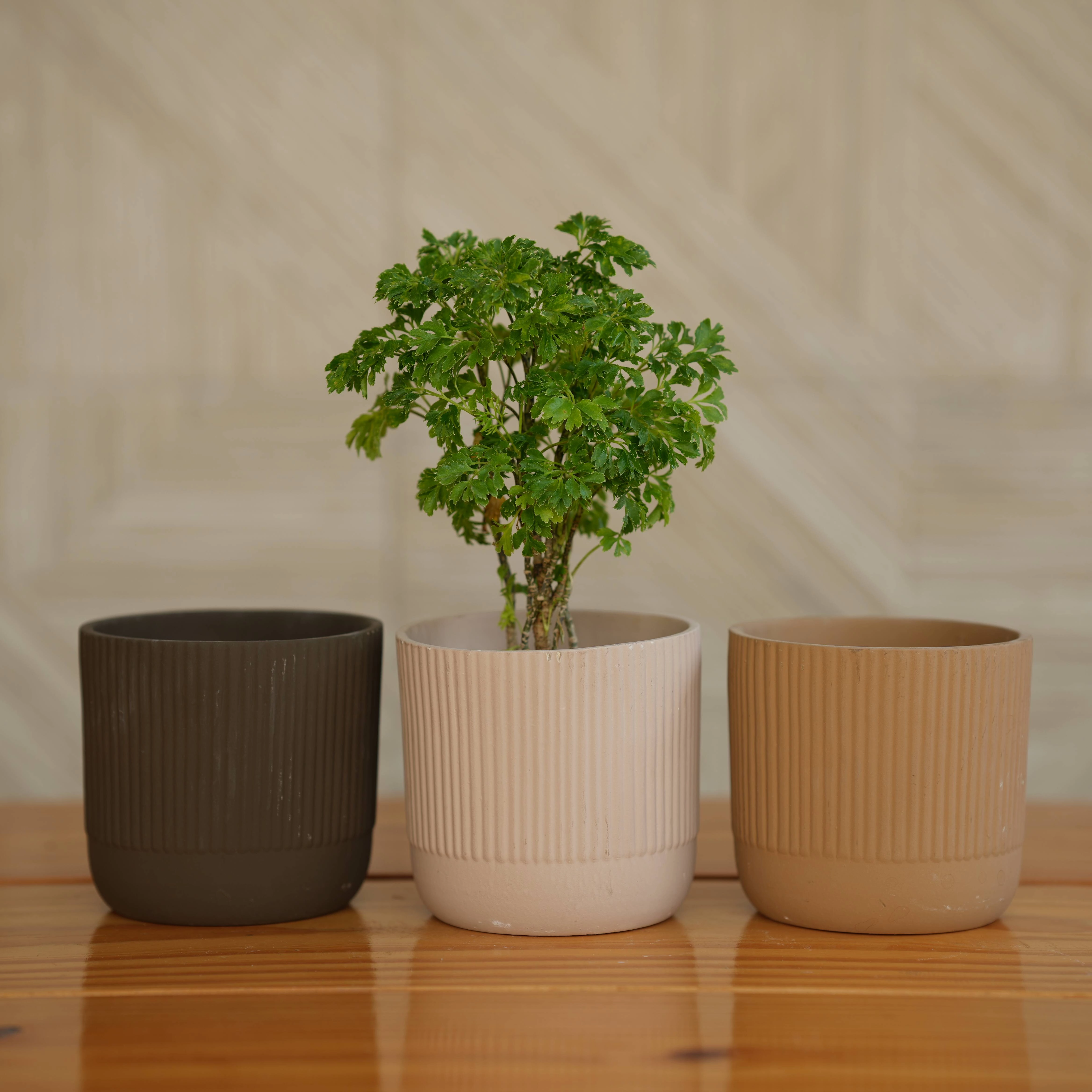Modern Ribbed Ceramic Planter