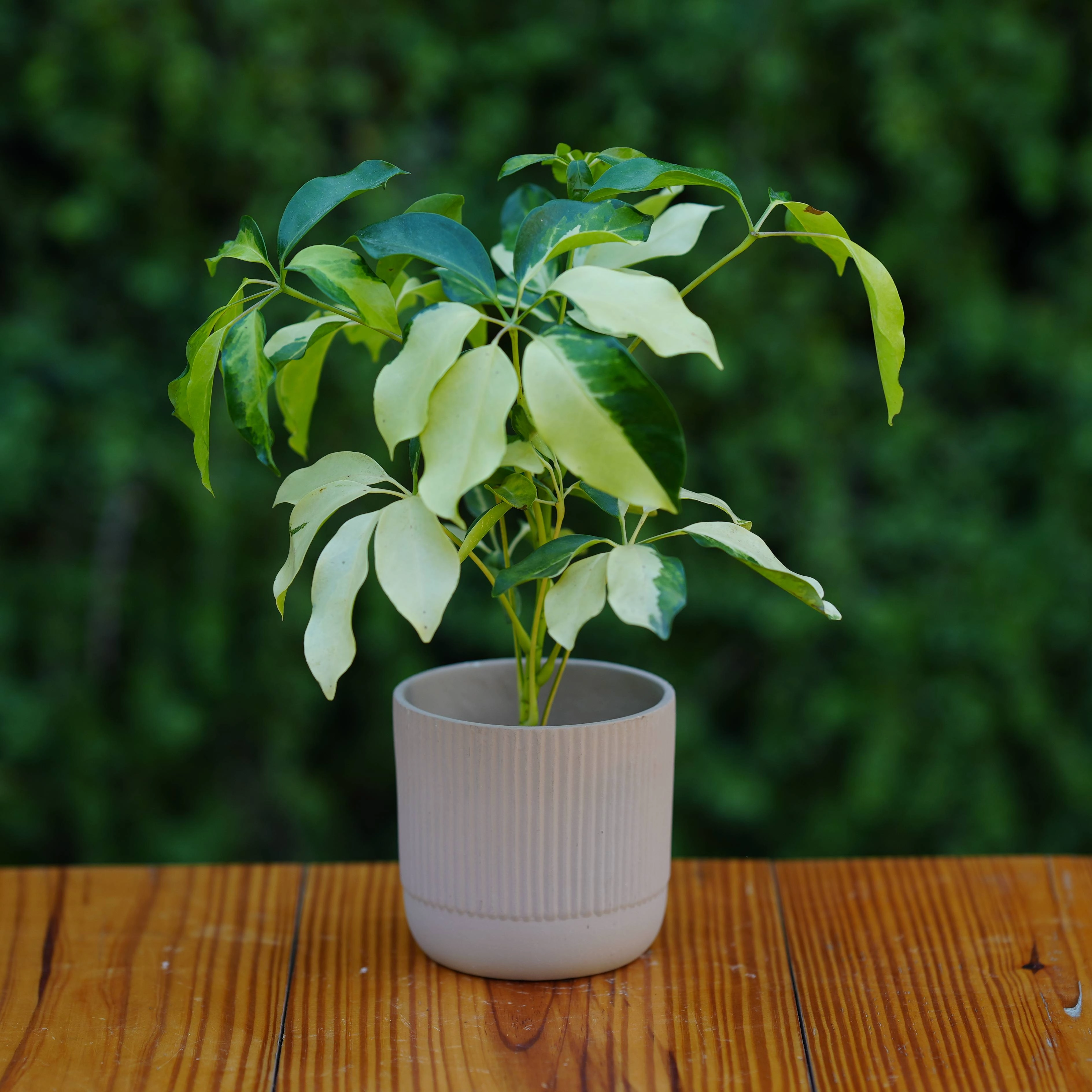 Modern Ribbed Ceramic Planter