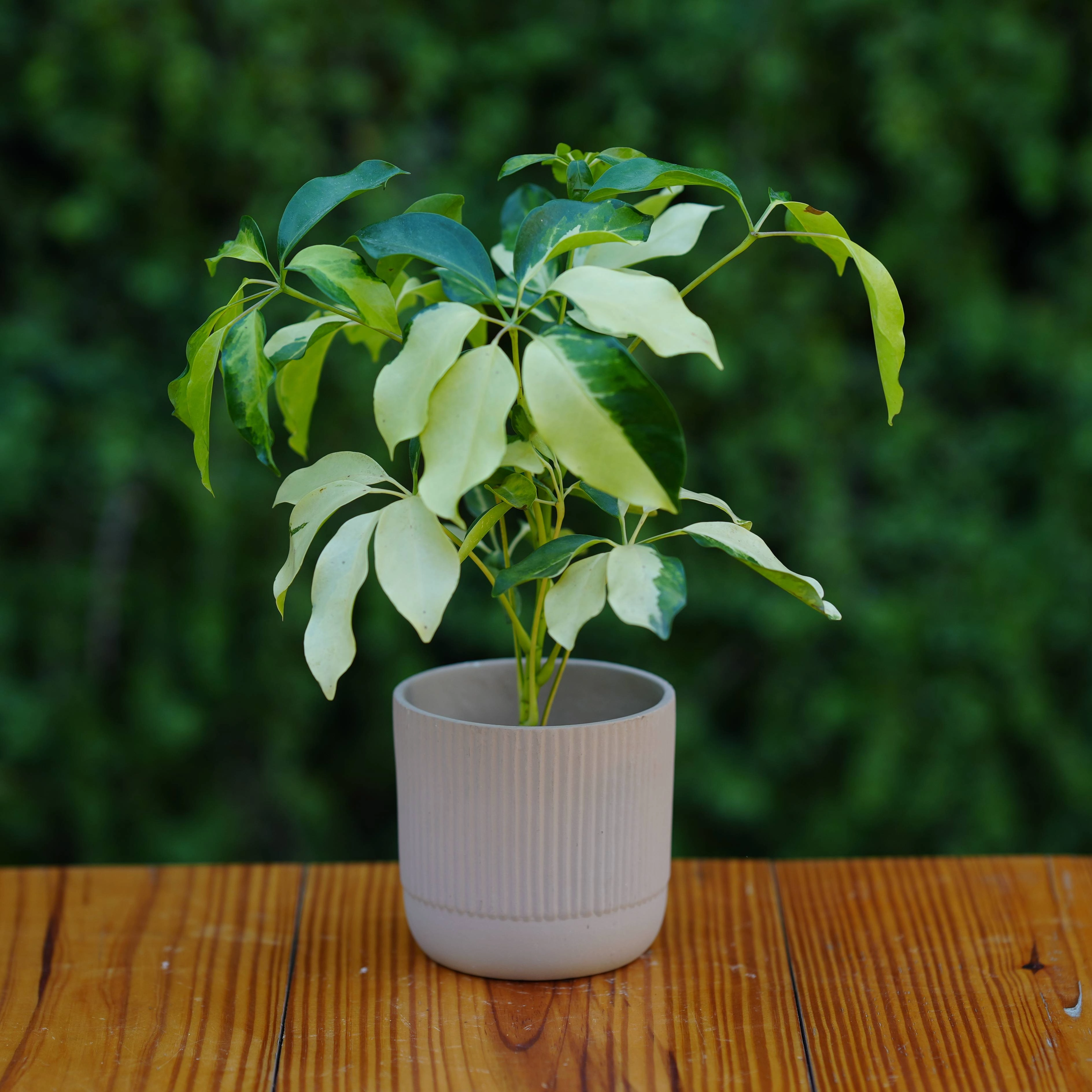Modern Ribbed Ceramic Planter