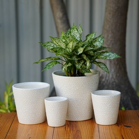 Modern White Ceramic Pot with Textured Pattern cactus succulent plant  