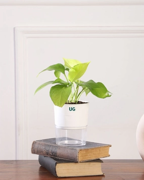 Money Plant Golden In Self Watering medium flower pot  