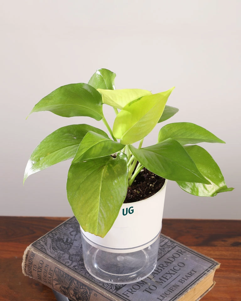 Money Plant Golden In Self Watering