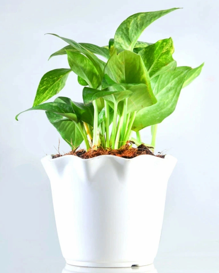 Money Plant Green