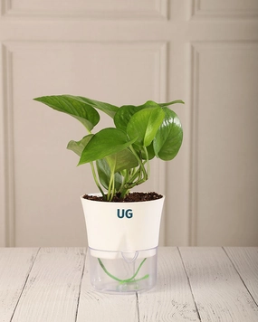 Money Plant Green in Self Watering Pot medium flower pot  
