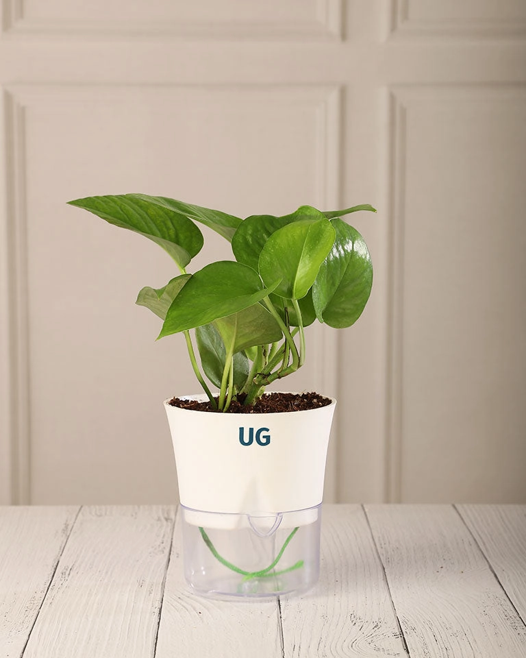 Money Plant Green in Self Watering Pot medium flower pot  
