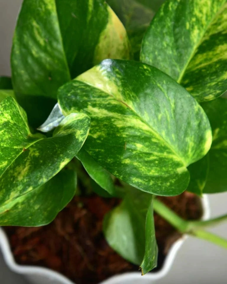 Money Plant Green