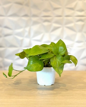 Money Plant Green medium flower pot  