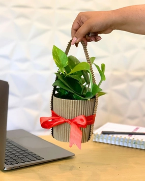 Money Plant With Gift Bag medium flower pot  