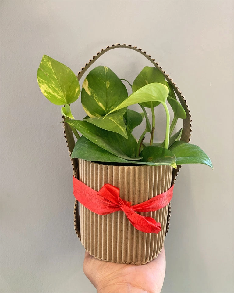 Money Plant With Gift Bag