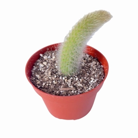 Monkey Tail Cactus / Hildewintera colademononis (4 inch) mini ornamental plant  