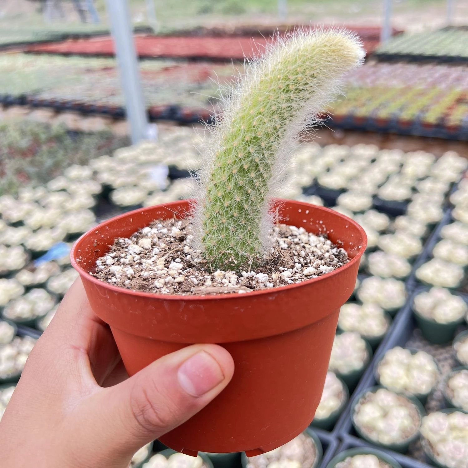 Monkey Tail Cactus / Hildewintera colademononis (4 inch)