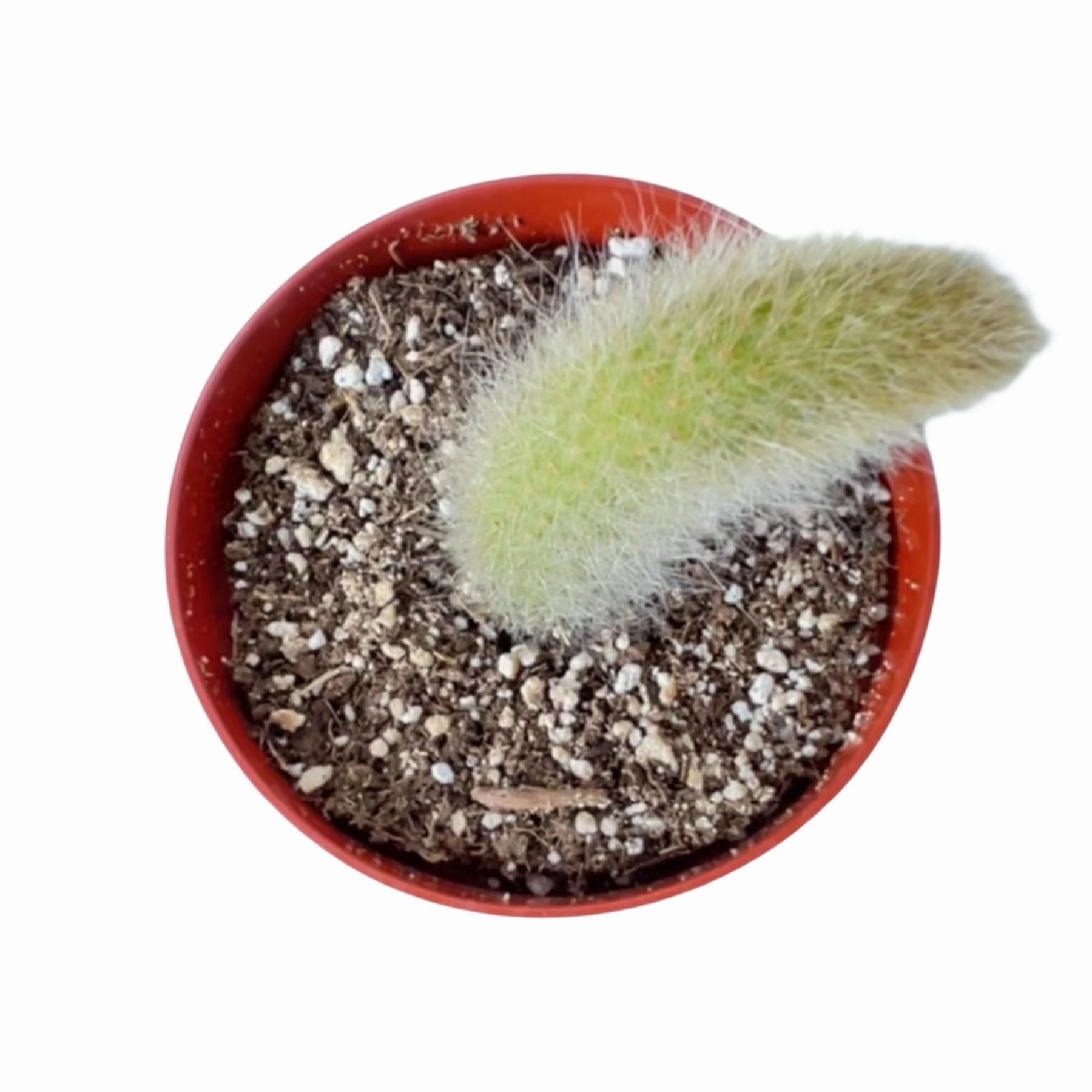 Monkey Tail Cactus / Hildewintera colademononis (4 inch)