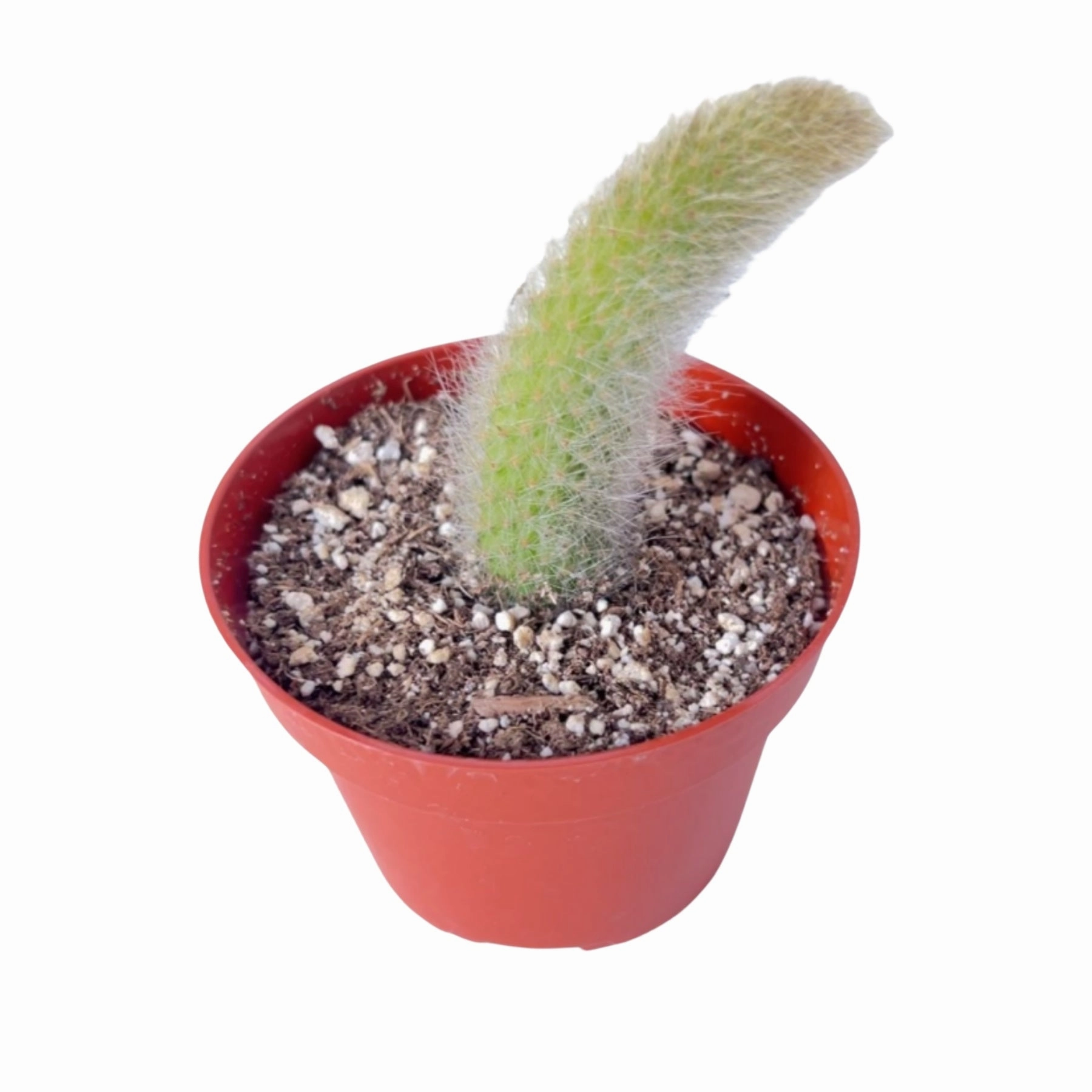 Monkey Tail Cactus / Hildewintera colademononis (4 inch) mini ornamental plant  