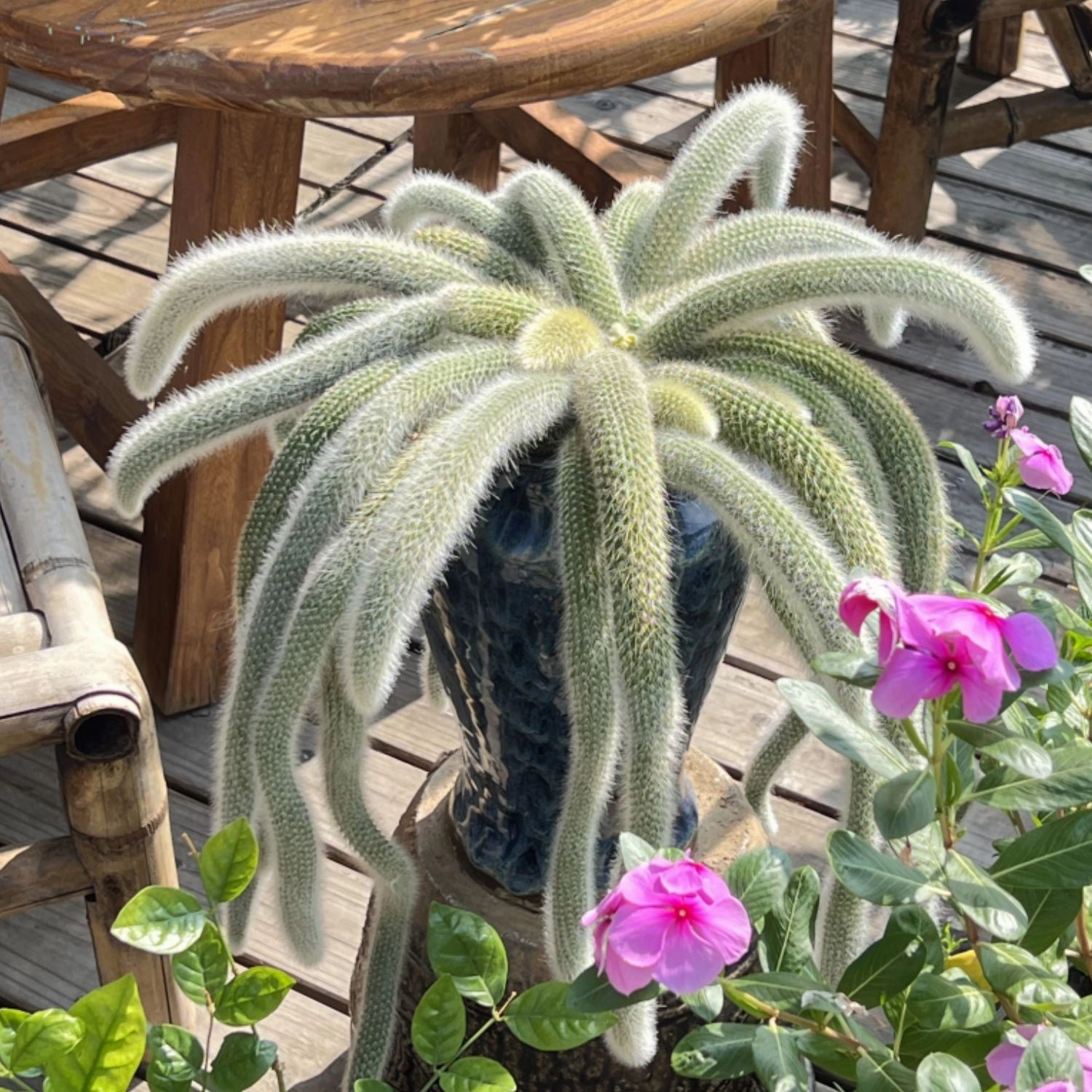 Monkey Tail Cactus / Hildewintera colademononis (4 inch)