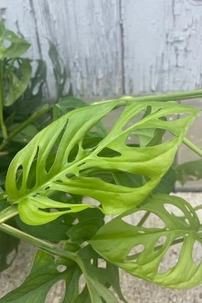 Monstera adansonii 10" medium flower pot  