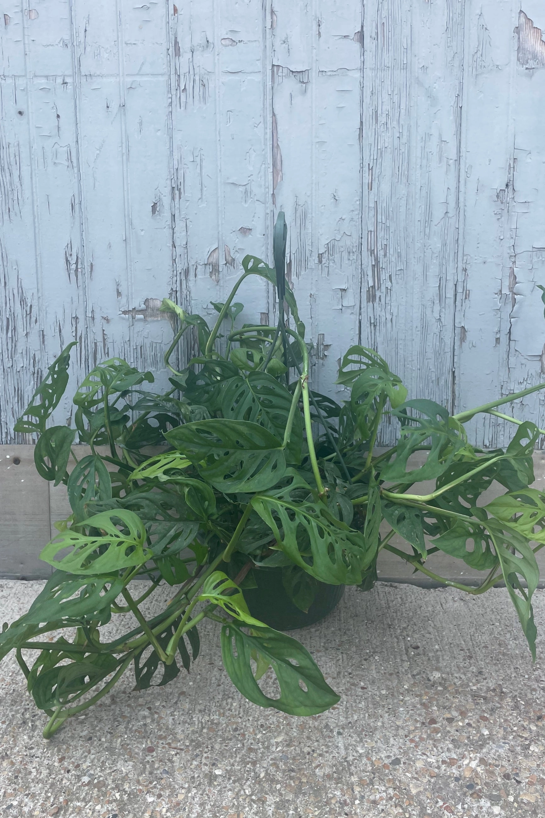 Monstera adansonii 10"