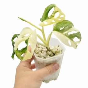 Monstera adansonii variegata large flower pot  