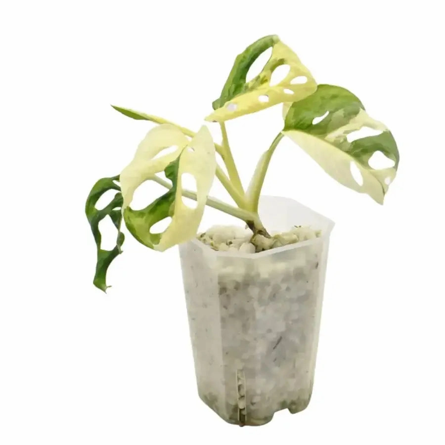 Monstera adansonii variegata