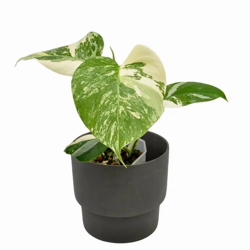 Monstera Borsigiana 'Albo' Variegata (hydro)