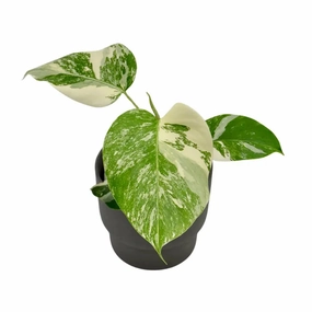 Monstera Borsigiana 'Albo' Variegata (hydro) large flower pot  