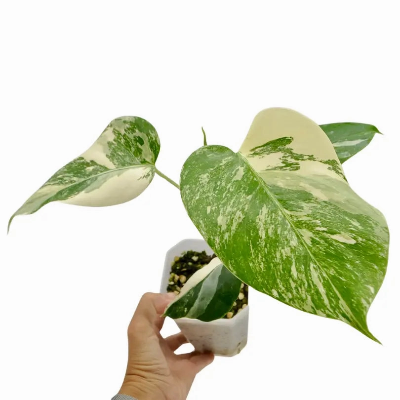 Monstera Borsigiana 'Albo' Variegata (hydro)