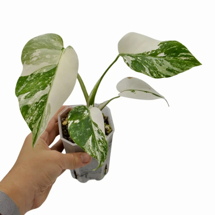 Monstera Borsigiana 'Albo' Variegata (soil)